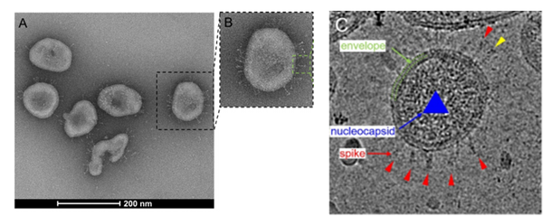 病毒|5种看见病毒的方法