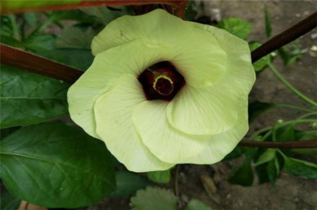 秋花黄葵诗词4首 一入长门只淡妆 日日倾心向太阳 黄葵 黄葵花 木芙蓉 初秋 蒋捷