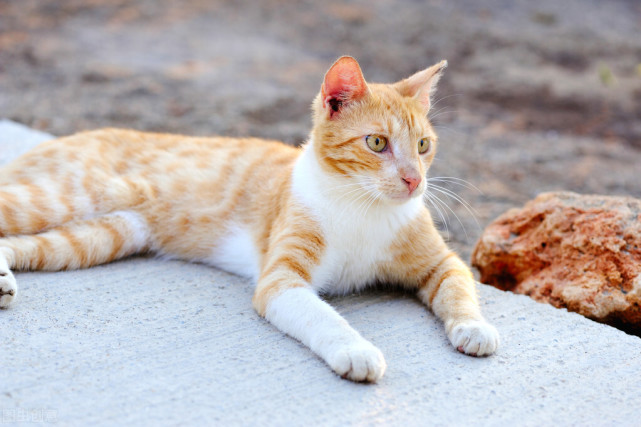 你知道益生菌对猫咪有什么好处吗 益生菌 肠道 肠道菌群平衡