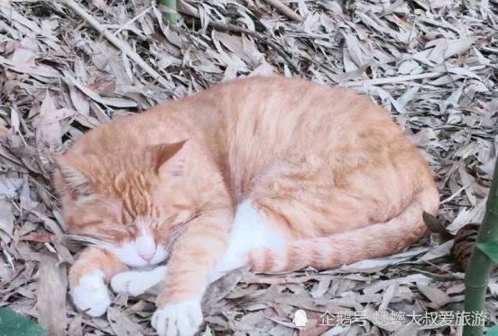 北京|北京有个竹子王国，被称童话世界，荷叶田田，俨然一个伊甸园！