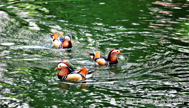 北京|北京有个竹子王国，被称童话世界，荷叶田田，俨然一个伊甸园！