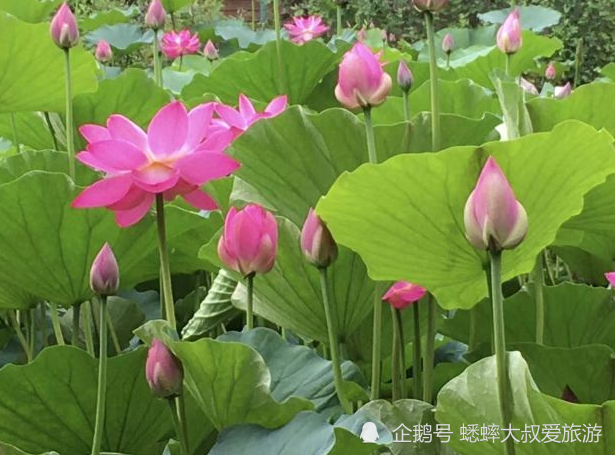 北京|北京有个竹子王国，被称童话世界，荷叶田田，俨然一个伊甸园！