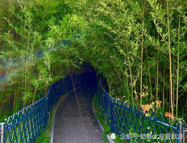 北京|北京有个竹子王国，被称童话世界，荷叶田田，俨然一个伊甸园！