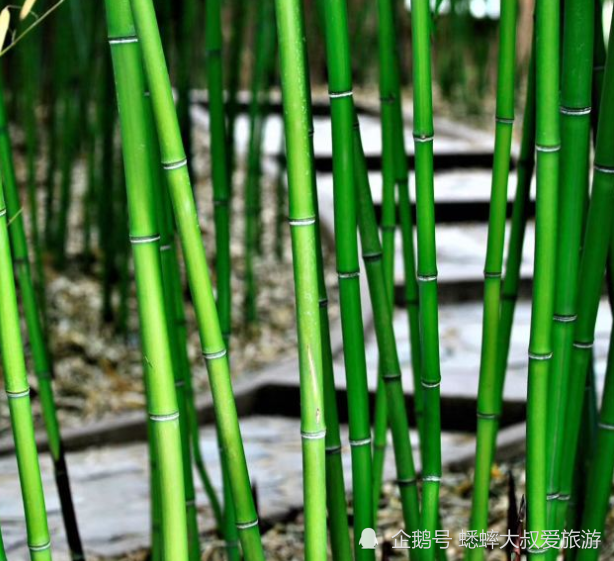 北京|北京有个竹子王国，被称童话世界，荷叶田田，俨然一个伊甸园！