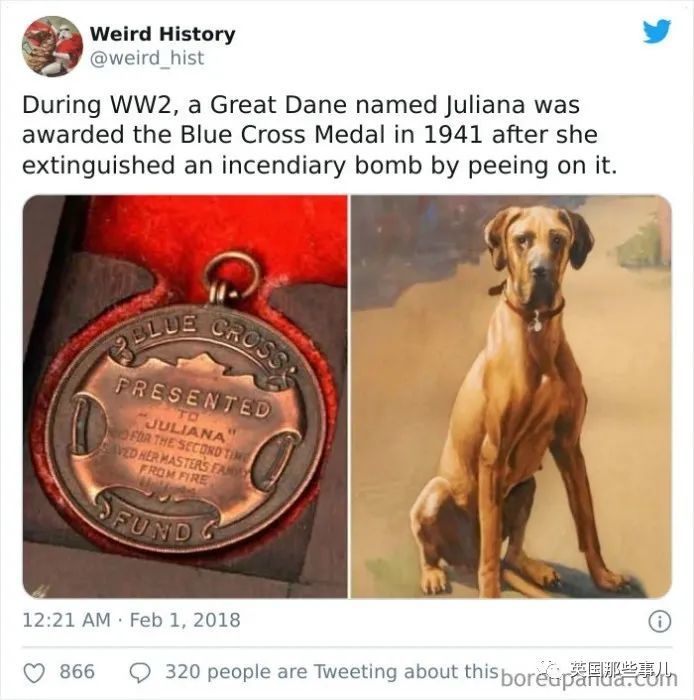 英国|“牛油果”的命名竟是长得像〇〇？这些冷知识也太奇妙了吧！