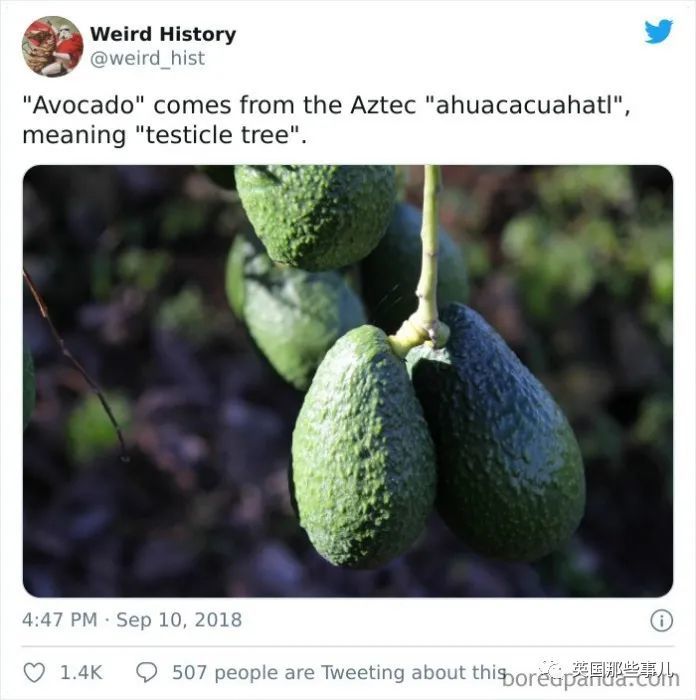 英国|“牛油果”的命名竟是长得像〇〇？这些冷知识也太奇妙了吧！