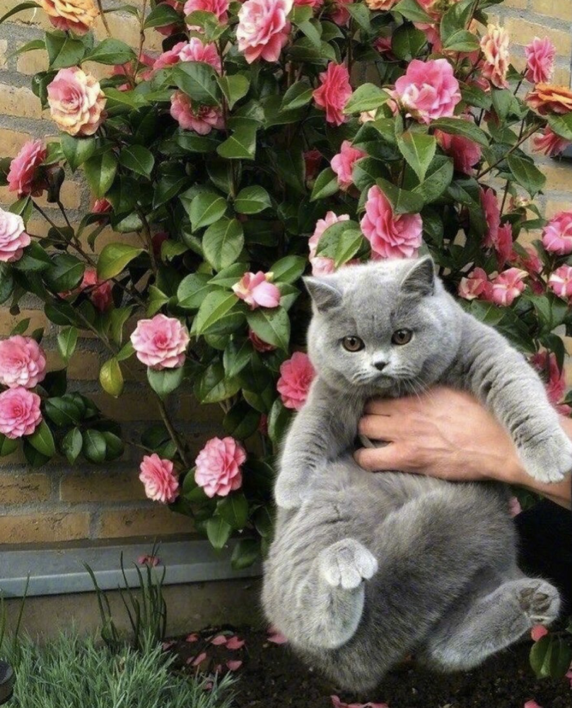 萌宠们的可爱模样,看了心情大好,开启美好的一天