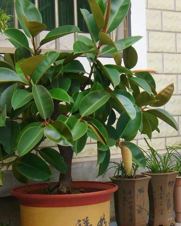 橡皮树总之"1枝独秀"?教你3个方法,养成茂密"老桩树"