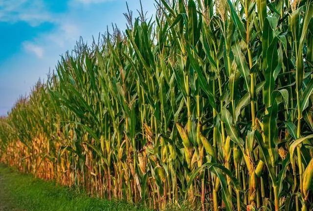 梧桐树|【梧桐听雨及其他】文学现场：2020年第148期总990期