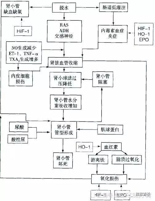 健康吃小龍蝦為什麼會得橫紋肌溶解症