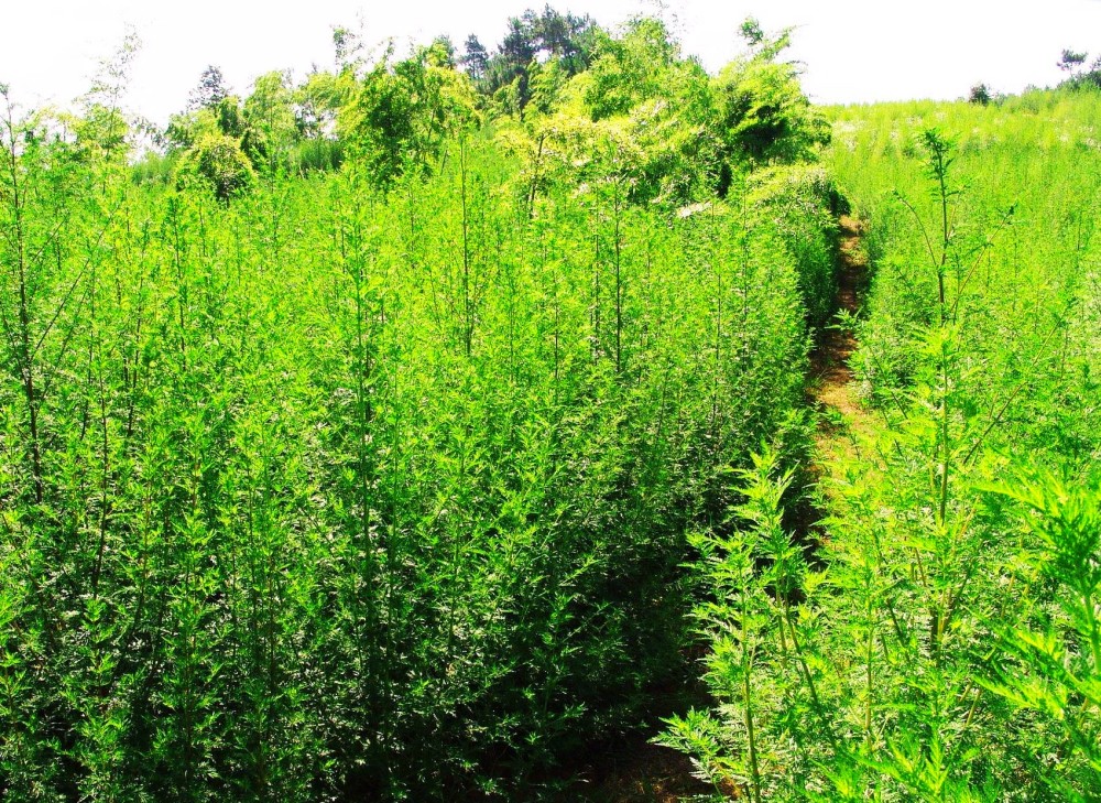 它有什么作用呢?