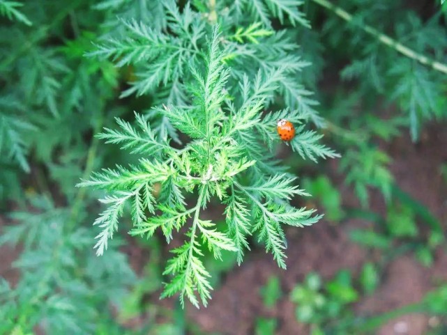 苦蒿|青蒿素|青蒿|屠呦呦|蒿子