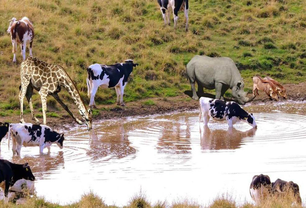 地球|为什么人类喝水需要过滤，而动物都能直接喝脏水？