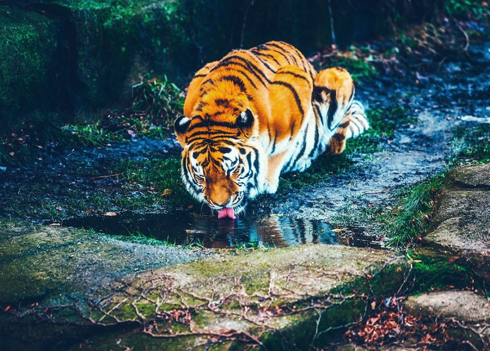 地球|为什么人类喝水需要过滤，而动物都能直接喝脏水？