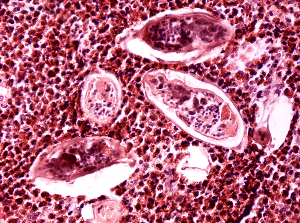 地球|为什么人类喝水需要过滤，而动物都能直接喝脏水？