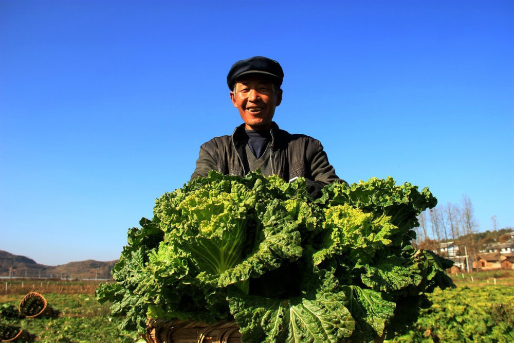 种植大白菜 为什么有的白菜不包心 专家教你四招 包心实结球紧 腾讯新闻
