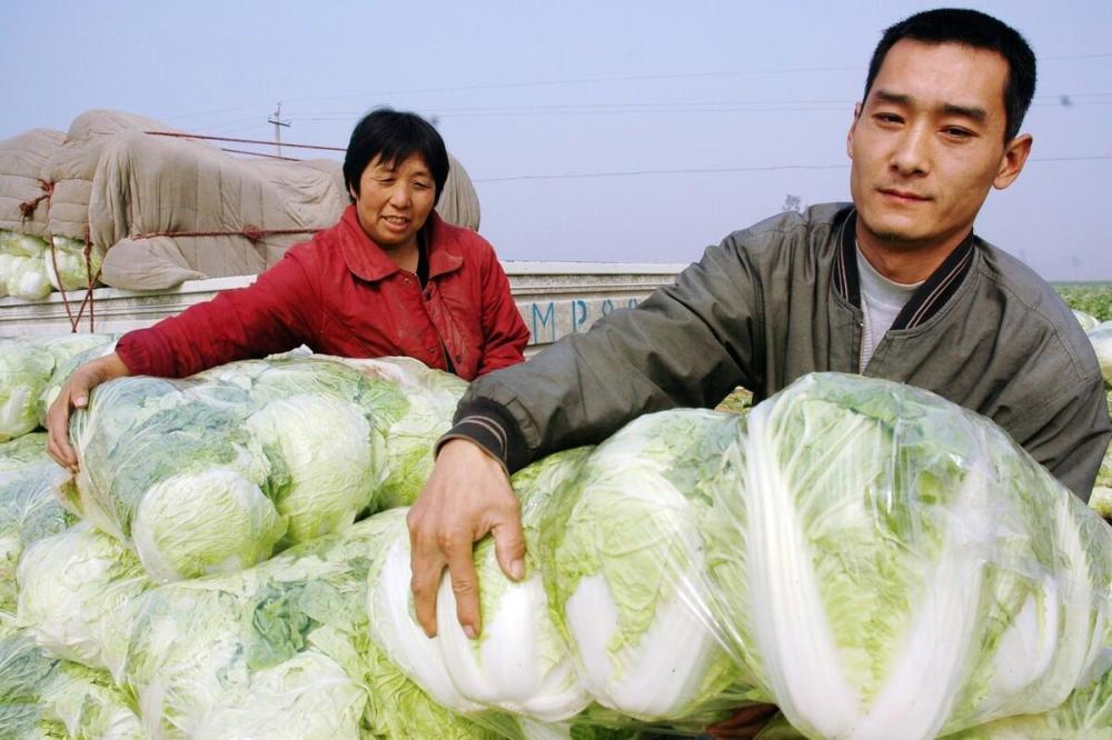 种植大白菜 为什么有的白菜不包心 专家教你四招 包心实结球紧 腾讯新闻