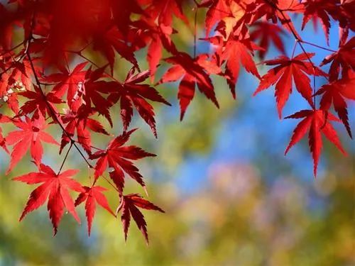 美文雅颂|美文雅颂 秋声一片