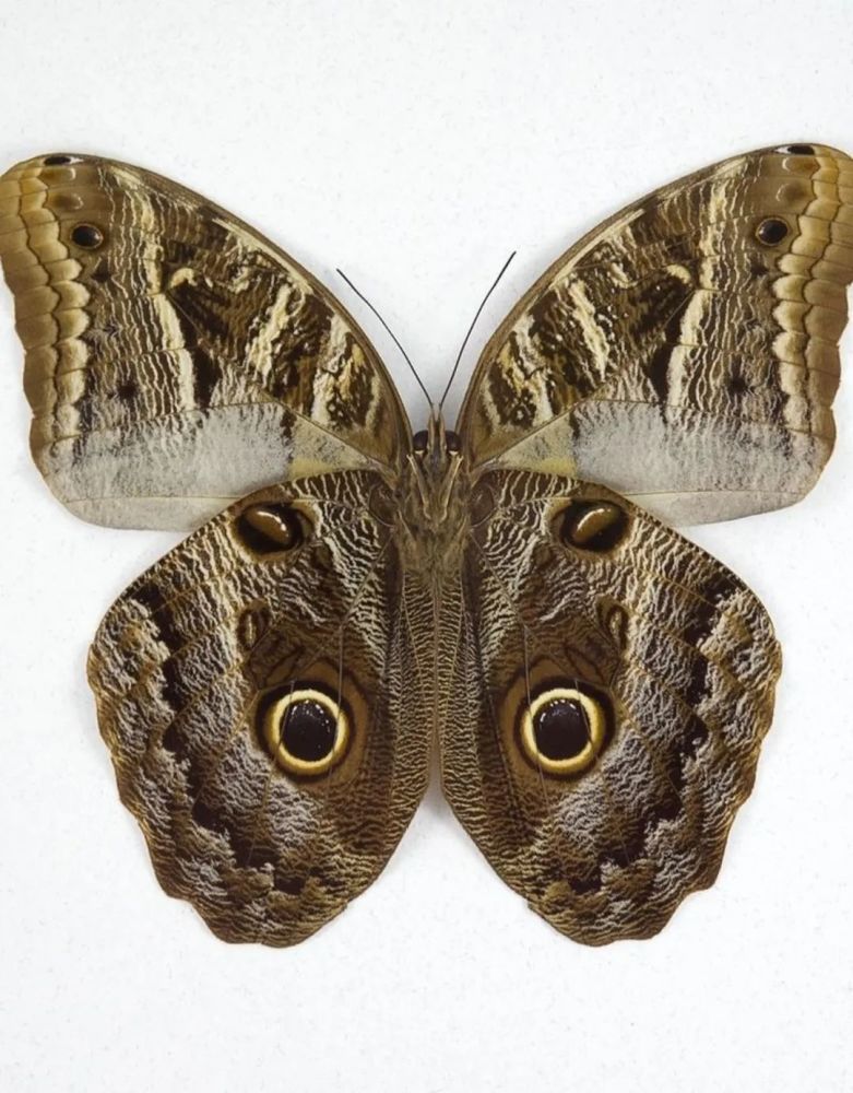 猫头鹰蝶|为什么有人要在牛屁股上画画？