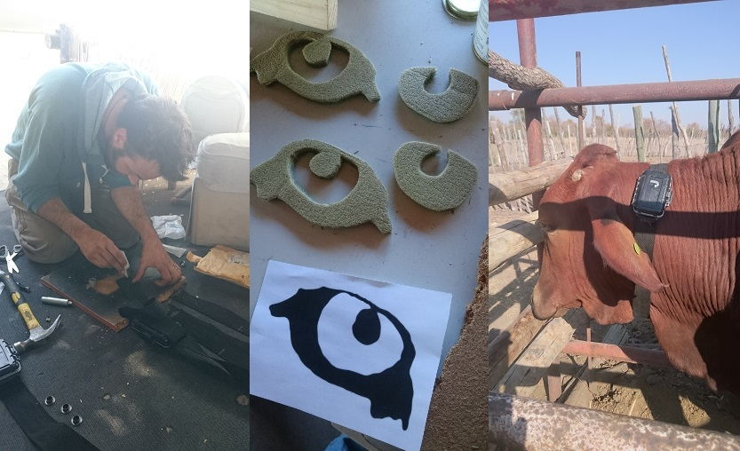 猫头鹰蝶|为什么有人要在牛屁股上画画？