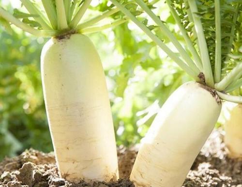 萝卜|今年种萝卜，避免萝卜出现空心和糠心，这些措施要趁早学会