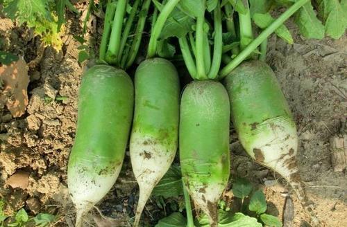 萝卜|今年种萝卜，避免萝卜出现空心和糠心，这些措施要趁早学会
