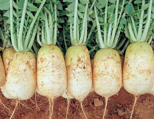 萝卜|今年种萝卜，避免萝卜出现空心和糠心，这些措施要趁早学会