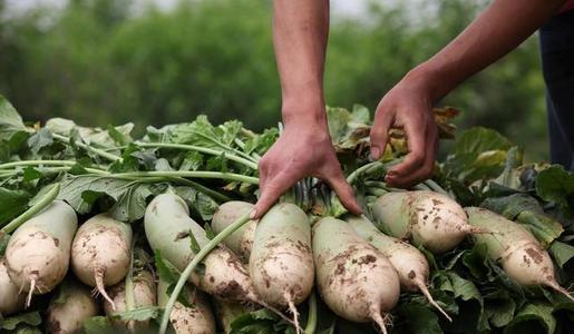 萝卜|今年种萝卜，避免萝卜出现空心和糠心，这些措施要趁早学会