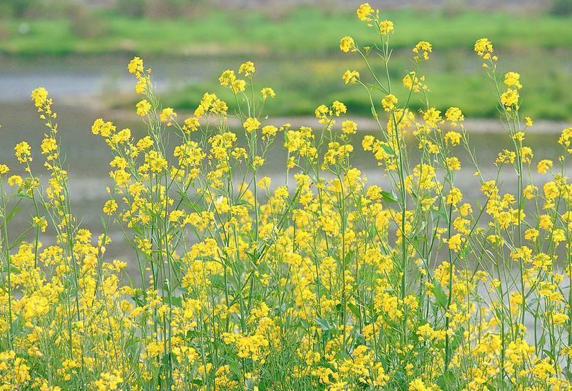 宋·志南|只凭一首绝句，便在诗史上留下大名，末二句是经常引用的千古名句