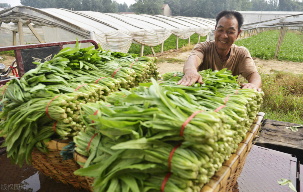 蔬菜|继水果滞销后，没想到蔬菜销路也陷入窘境，消费者是怎么了