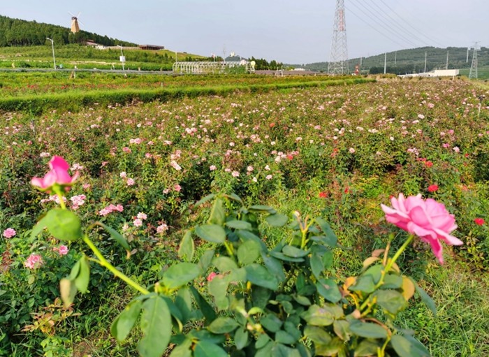 我们来到了山东芳蕾玫瑰科技开发有限公司,感受东方玫瑰花乡打造的集