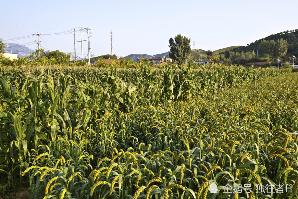 金叵罗|一宅一味，一村一品，历史悠久的金叵罗，入住特色老房子建农家院