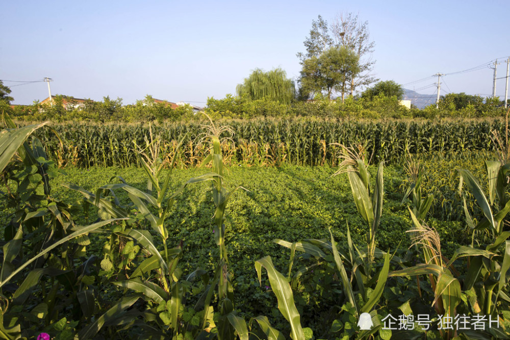 金叵罗|一宅一味，一村一品，历史悠久的金叵罗，入住特色老房子建农家院