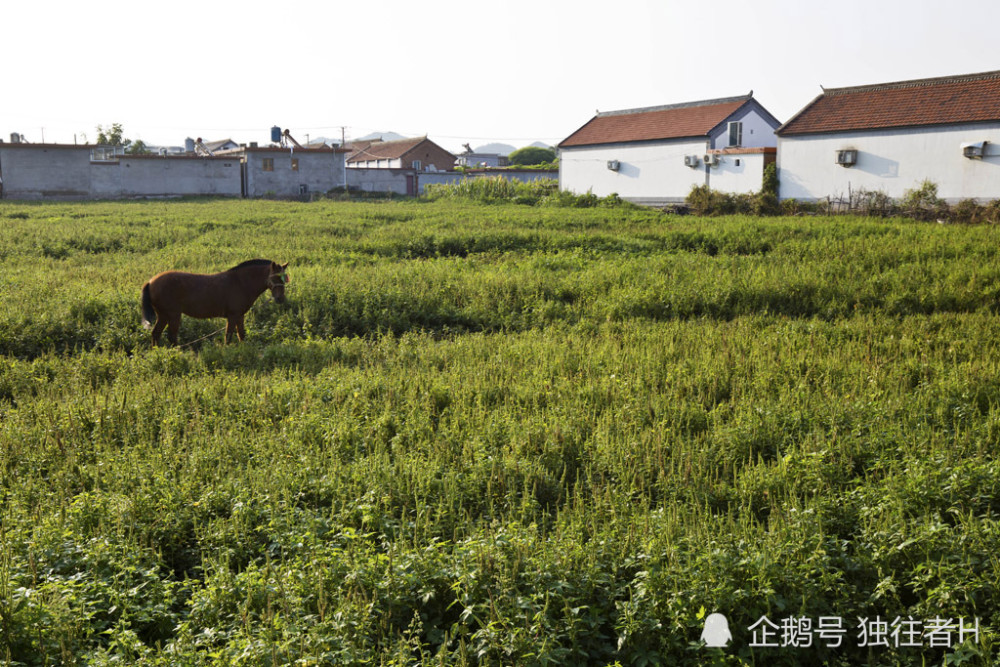 金叵罗|一宅一味，一村一品，历史悠久的金叵罗，入住特色老房子建农家院
