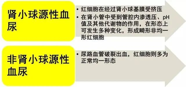 单纯血尿到底需不需要治疗