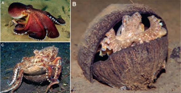 章鱼|章鱼可能不是地球鱼？这是怎么回事？