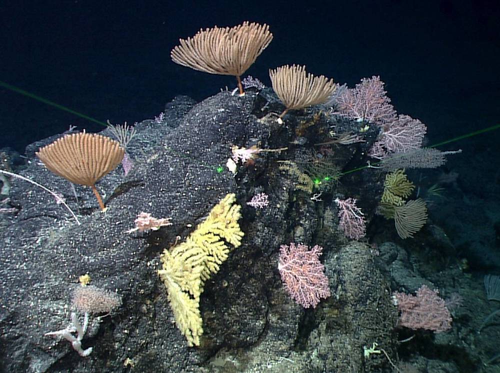 章鱼|章鱼可能不是地球鱼？这是怎么回事？