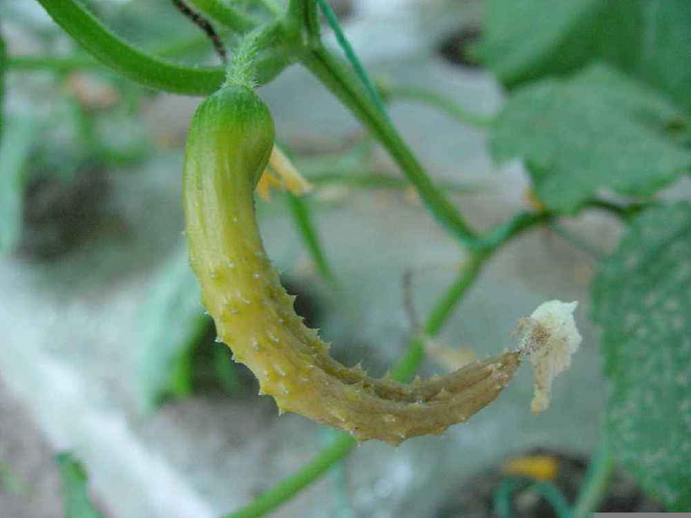 菌核病|黄瓜进入结果期，却受到菌核病危害？预防治疗相结合，能彻底解决