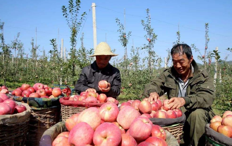 疏花疏果|农民种植苹果的前景如何？怎么防止虫害，减少疏花疏果的情况