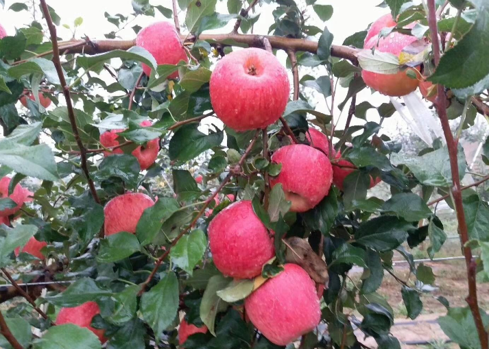 疏花疏果|农民种植苹果的前景如何？怎么防止虫害，减少疏花疏果的情况