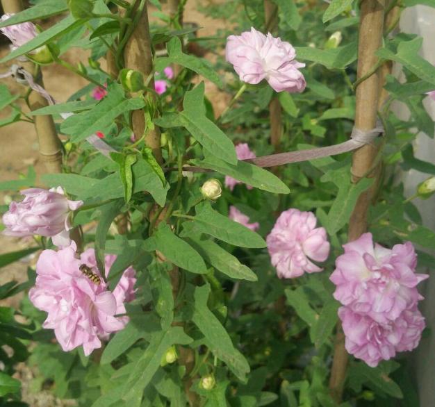 缠枝牡丹好看又好养居家盆栽抓住4点嗖嗖开出小号牡丹花