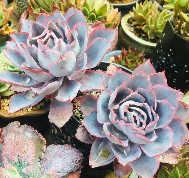 多肉植物广寒宫晚霞蓝光叶子又大又薄被誉为小仙女