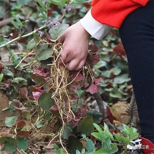 鱼腥草要按严格的种植步骤来,如选地,栽种,施肥管理,病害防治,采收
