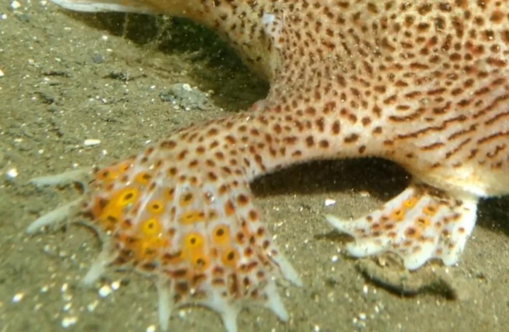 灭绝|2020年，“行走海底的鱼”灭绝！长相：类似半鱼半兽生物