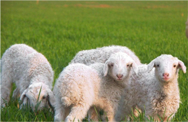 小尾羊大草原的馈赠