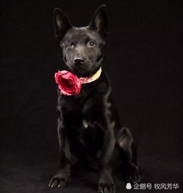 狗真的会看到人类看不到的东西吗