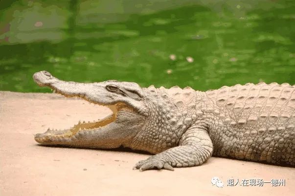 游客怀疑动植物园假鳄鱼充数德州动植物园是真的静止不动是正常现象