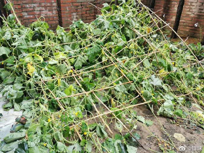 谢霆锋|5G冲浪少年！王俊凯留言为谢霆锋庆生：祝菜园子无坚不摧