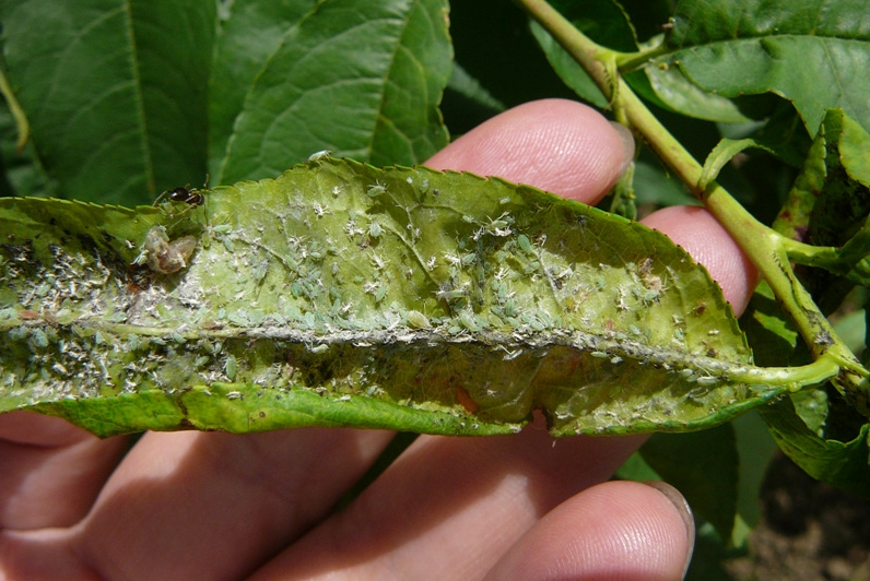 植保《秋季是防治桃树蚜虫的重要时期,一定要抓住这次机会》