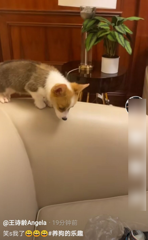 王诗龄|李湘王岳伦风波后，王诗龄首发文逗狗心情好，豪宅桌子上多件万元新衣